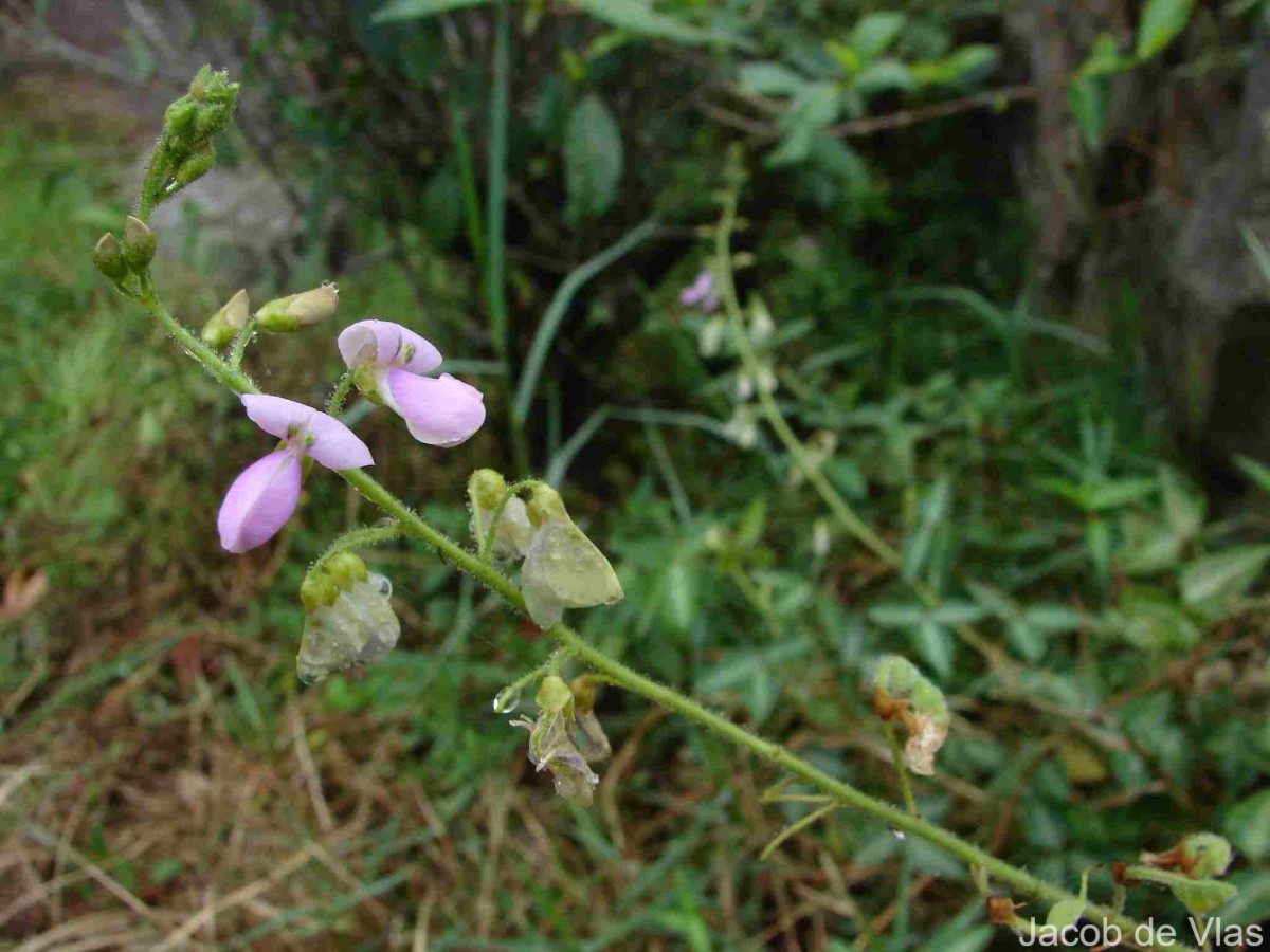 Desmodium uncinatum (Jacq.) DC.